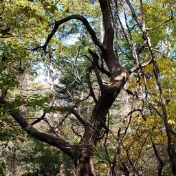 長野県軽井沢町
