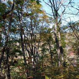 長野県軽井沢町