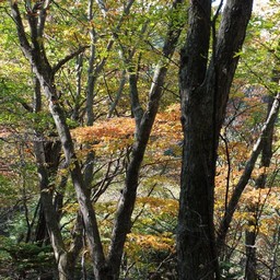 長野県軽井沢町・紅葉