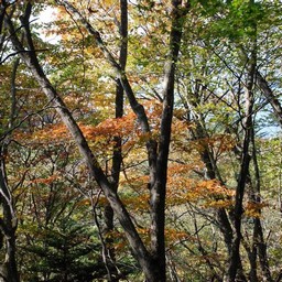 長野県軽井沢町・紅葉