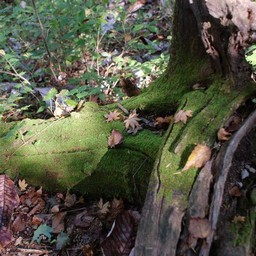 長野県軽井沢町・苔