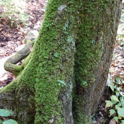 長野県軽井沢町・苔