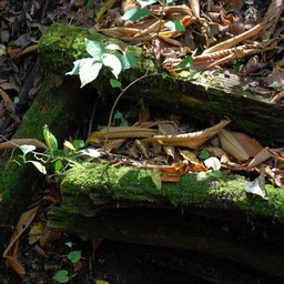 長野県軽井沢町・苔