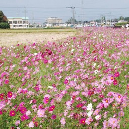 埼玉県鷲宮町・コスモスふれあいロード