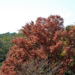 川崎市・生田緑地