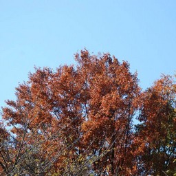 川崎市・生田緑地