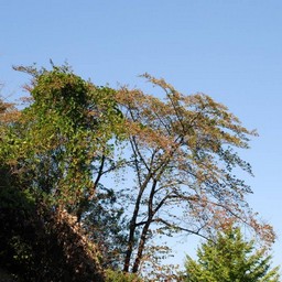 川崎市・生田緑地