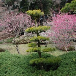 茨城県・偕楽園