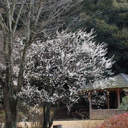 茨城県・偕楽園