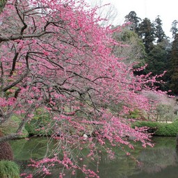 茨城県・偕楽園