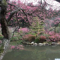 茨城県・偕楽園