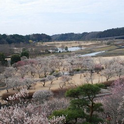 茨城県・偕楽園