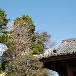 東京都池袋・金剛院