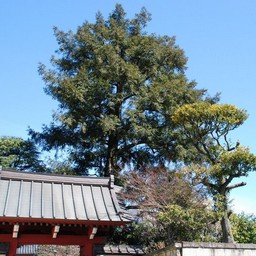 東京都池袋・金剛院