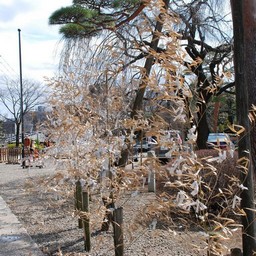 東京都池袋・護国寺