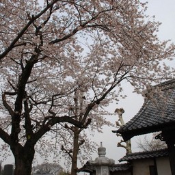蓮田市・真浄寺