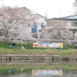 蓮田市・さくらまつり