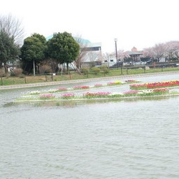越谷市・チューリップフェスタ