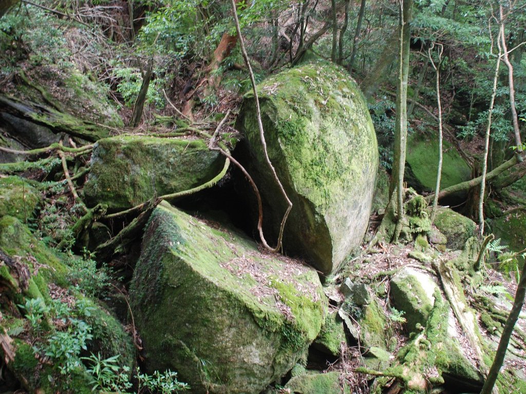 FьSvEvEJ_ - ii{j - ʐ^f - ݃{