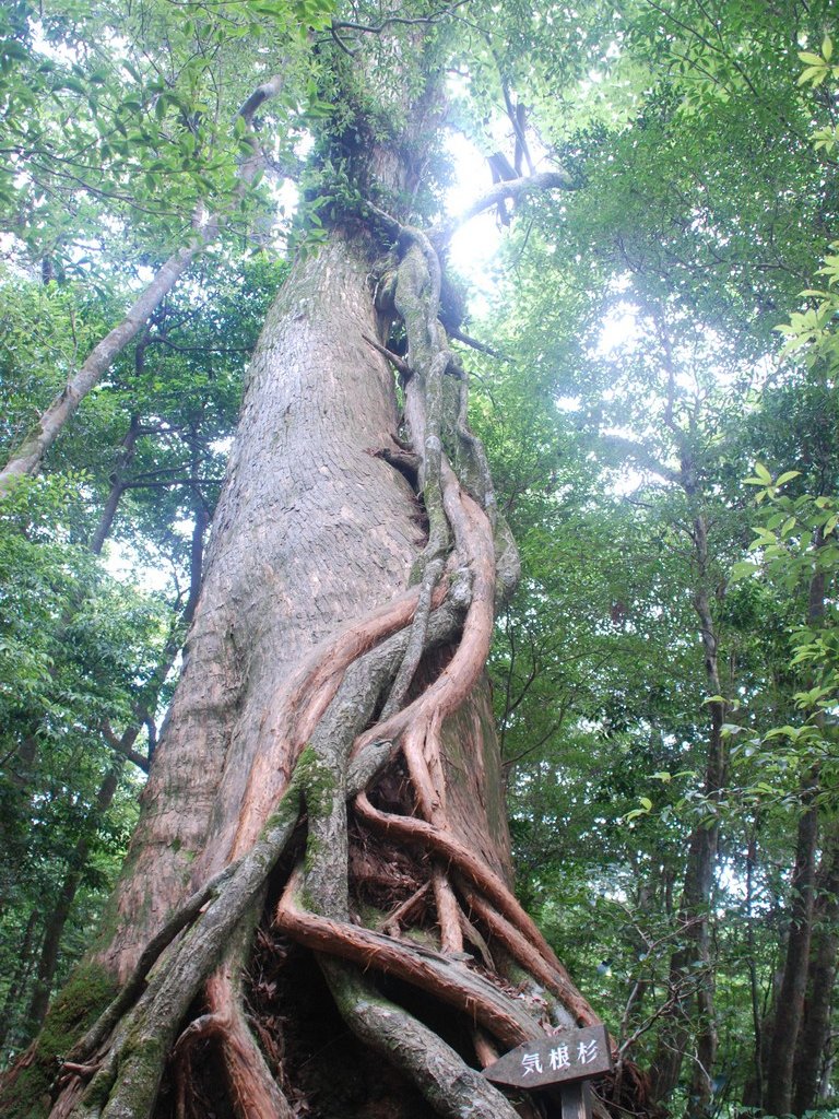 FьSvEvEJ_ - ii{j - ʐ^f - ݃{