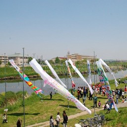 越谷市・不動橋こいのぼり