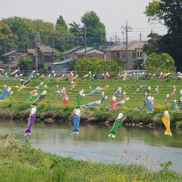 越谷市・不動橋こいのぼり