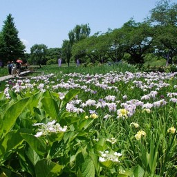 上尾市・丸山公園
