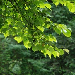 千葉県・養老渓谷