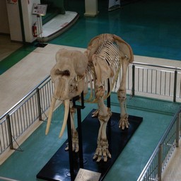 千葉市・動物公園・像