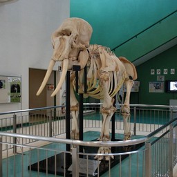 千葉市・動物公園・像