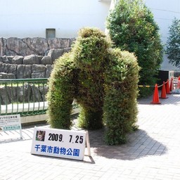 千葉市・動物公園・ゴリラ