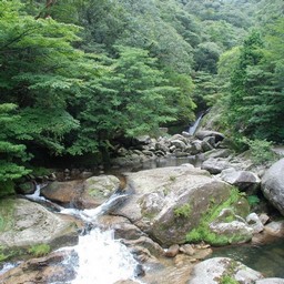 屋久島・白谷雲水峡
