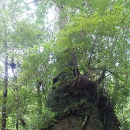 屋久島・白谷雲水峡