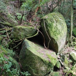 屋久島・白谷雲水峡