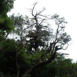 屋久島・白谷雲水峡