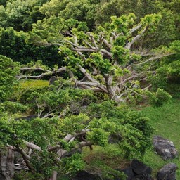 屋久島・尾之間