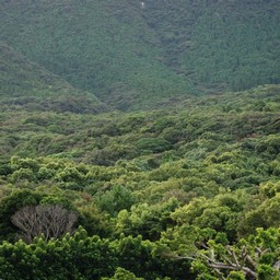 屋久島・尾之間