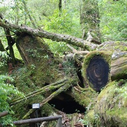 屋久島・屋久杉ランド