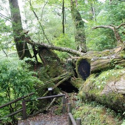 屋久島・屋久杉ランド