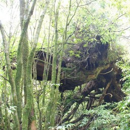 屋久島・屋久杉ランド