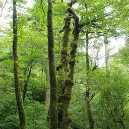 屋久島・屋久杉ランド