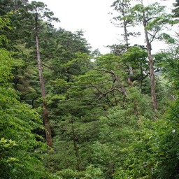 屋久島・屋久杉ランド