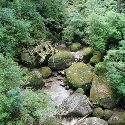 屋久島・屋久杉ランド