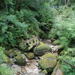 屋久島・屋久杉ランド
