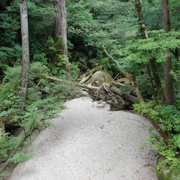 屋久島・屋久杉ランド