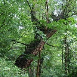 屋久島・屋久杉ランド