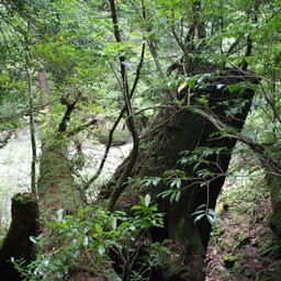 屋久島・屋久杉ランド