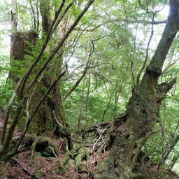 屋久島・屋久杉ランド