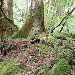 屋久島・屋久杉ランド