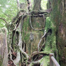 屋久島・屋久杉ランド